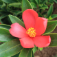 Azalea Camellia